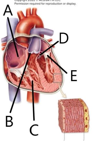 A Pii Lecture Exam Ii Ch Cardiovascular System Heart