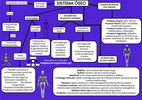 Mapa Conceptual Del Sistema Oseo Para Ninos Hay Ninos Images Porn Sex