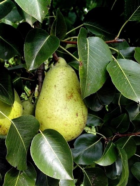 picture plant pear fruit
