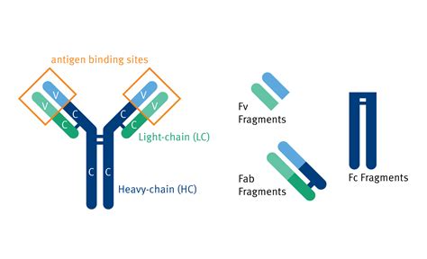 Antibody purification application page