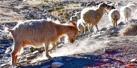 wildlife  sahara desert  ladakh