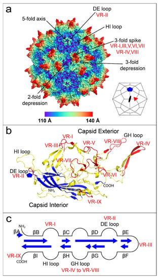 Viruses Free Full Text Adeno Associated Virus Aav Gene Delivery