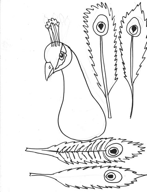 Peacock Pictures Drawing At Getdrawings Free Download