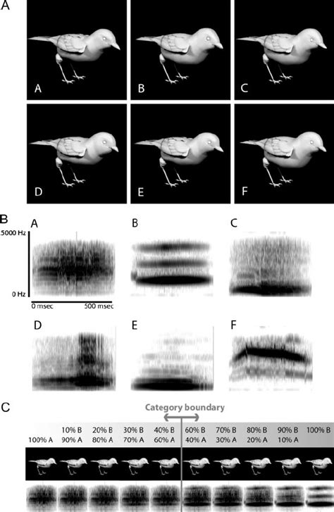 Construction Of The Stimulus Set A Pictures Of Nonexisting But Download Scientific Diagram