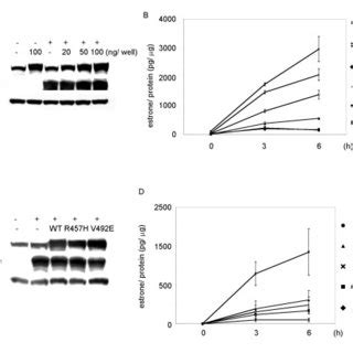 Production Of Estrone By Co Transfection Of Wild Type Or Mutant Por And