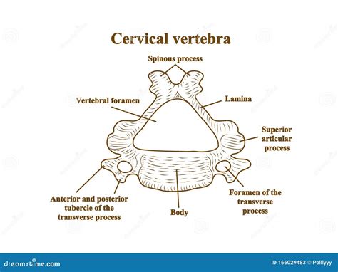 Cervical Vertebrae Diagram