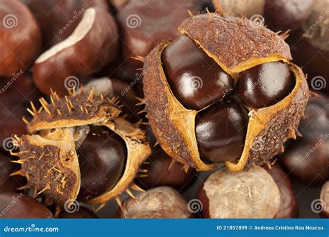 Chestnuts In Shell Stock Image Image Of November Shell 21857899