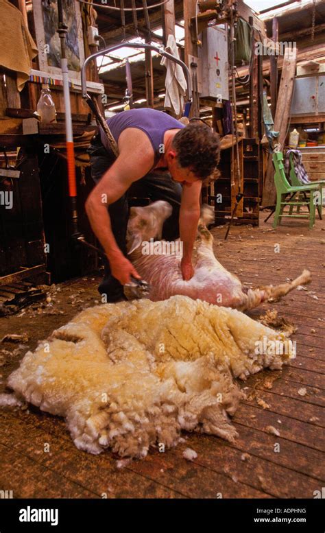 Sheep Shearing Shearer Australia Hi Res Stock Photography And Images