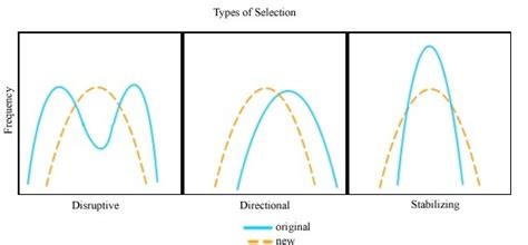 Natural Selection Graph