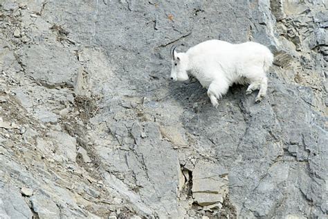 Mountain Goat Stock Photos Pictures And Royalty Free Images Istock