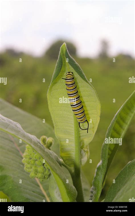 Monarch Butterfly Caterpillar on Wild Milkweed Stock Photo - Alamy