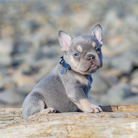 Photos of our Past French Bulldog Puppies — NW Frenchies