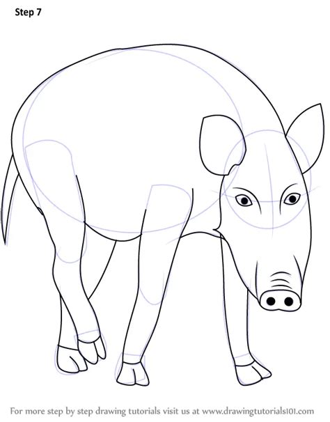 How To Draw A Boar