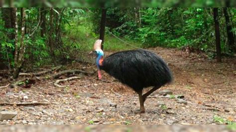 Big Flightless Bird Kills Its Owner After Stumble In Florida Fox News