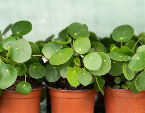 How To Propagate Chinese Money Plant Easy Steps For Successful