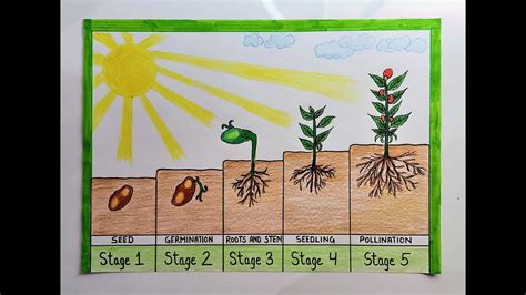 Seed Plant Life Cycle Diagram