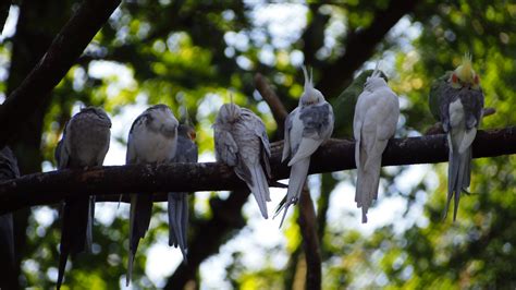 Psbattle These Birds Sleeping R Photoshopbattles