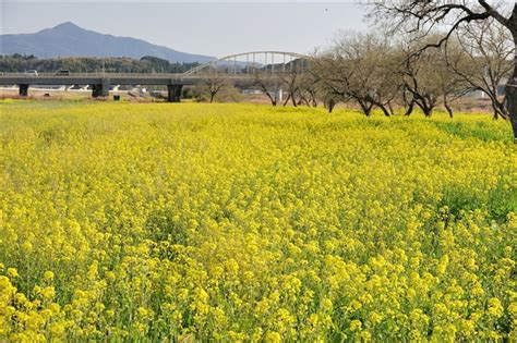 玉名市の菊池川河川敷に広がる菜の花の黄色いじゅうたん 黄色いじゅうたん、ミツバチ大忙し 熊本・玉名の河川敷 写真・画像12｜【西