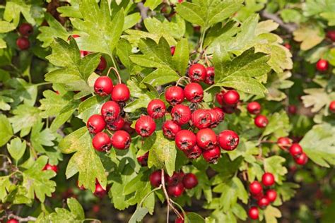 Hawthorn berries stock image. Image of bunch, mayflower - 34816455