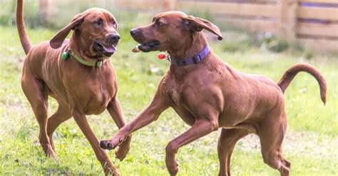 Redbone Coonhound - A-Z Animals