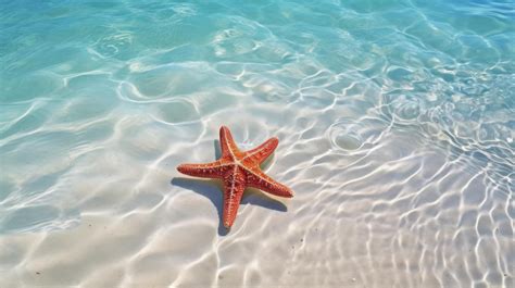 Estrella De Mar En El Verano Playa En Mar Agua Submarino Oceano Fondo