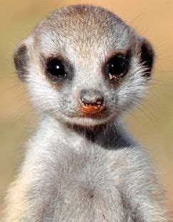 Meerkat Babies - Animal Facts Encyclopedia