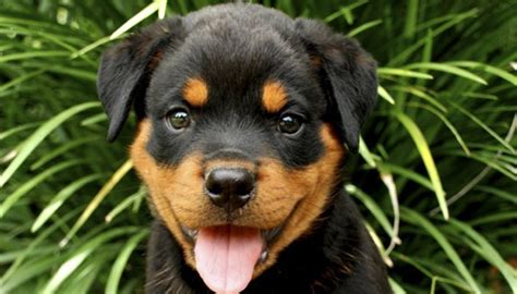 28 Rottweiler Facts Everyone Needs To Know