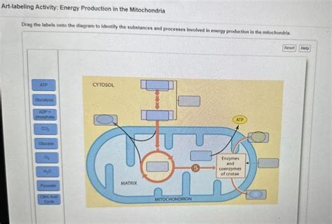 Solved Art Labeling Activity Energy Production In The Chegg