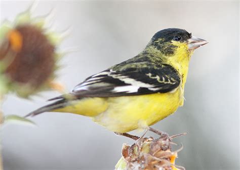 Birdist Rule 97 Get To Know Your Goldfinches Audubon