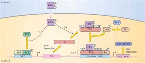 Cell Signalling 38 Activation Of Transcription Factors Openlearn