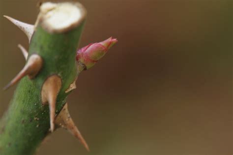 薔薇の新芽 | あるくのブログ