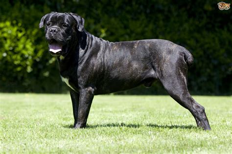 Cane Corso Dog Breed Facts Highlights And Buying Advice Pets4homes