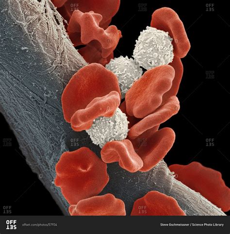 Best Ideas For Coloring Blood Cells Under Microscope The Best Porn