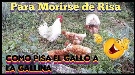 Truco Para HACER QUE TU GALLO PISE A La GALLINA YouTube