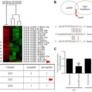 Hsa MiR 4535 Targets Smad4 A MicroRNA Expression In HS68 Cells