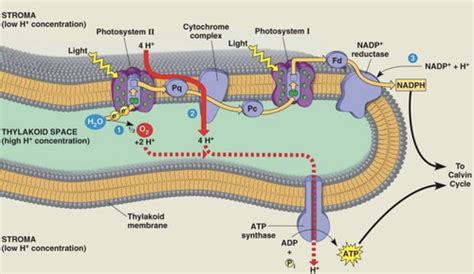 10: The Thylakoid Membrane System Flashcards | Quizlet