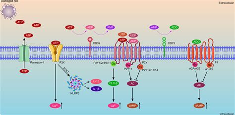 Frontiers The Role Of Purinergic Signaling In Heart Transplantation