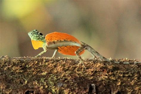 Dragón Volador Características Alimentación Hábitat Reproducción