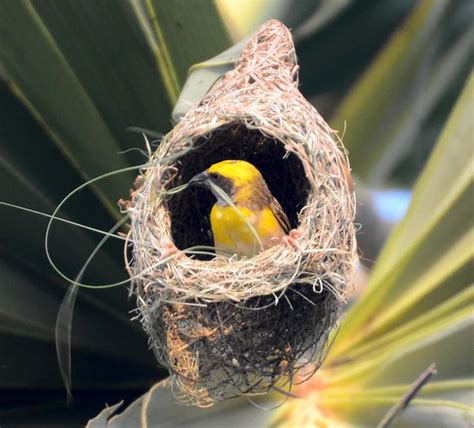 Weaver Bird Nest Inside