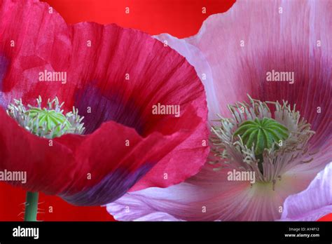 Two Opium Poppies Papaver Somniferum Stock Photo Alamy