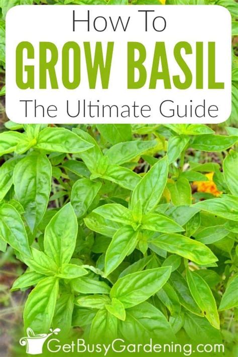 Growing Basil Complete How To Care Guide Get Busy Gardening