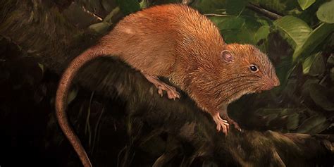 The Strange-ness: New, Giant Rat Species Found - The Grey Area News