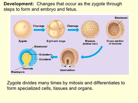 Mitosis Meiosis