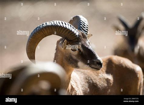 Mouflon Ovis Orientalis Ram Hi Res Stock Photography And Images Alamy