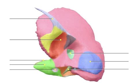 Cranial Bones Pt 3 Temporal Bone Diagram Quizlet