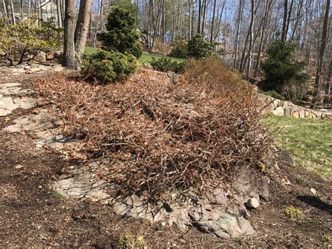 Pruning of Climbing Hydrangea | Mittra Productive Landscapes