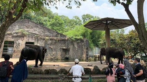 8 Wahana Di Taman Margasatwa Ragunan Cobain Serunya Berkenalan Dengan