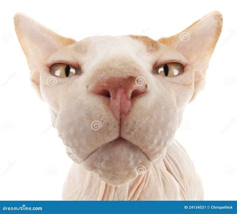 Sphynx Cat stock image. Image of cute, bald, ears, cats - 24134521