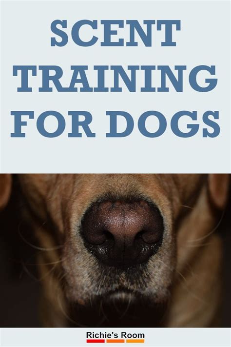 Scent Training for Dogs | Dogs, Scent, Train