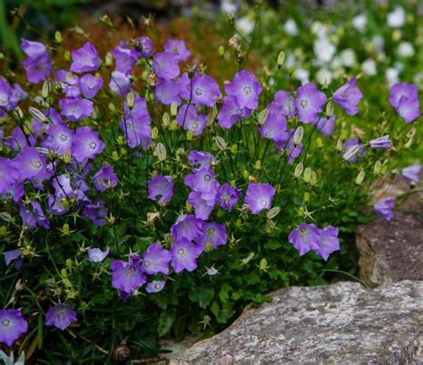 Campanule Plantation Floraison Et Conseils D Entretien